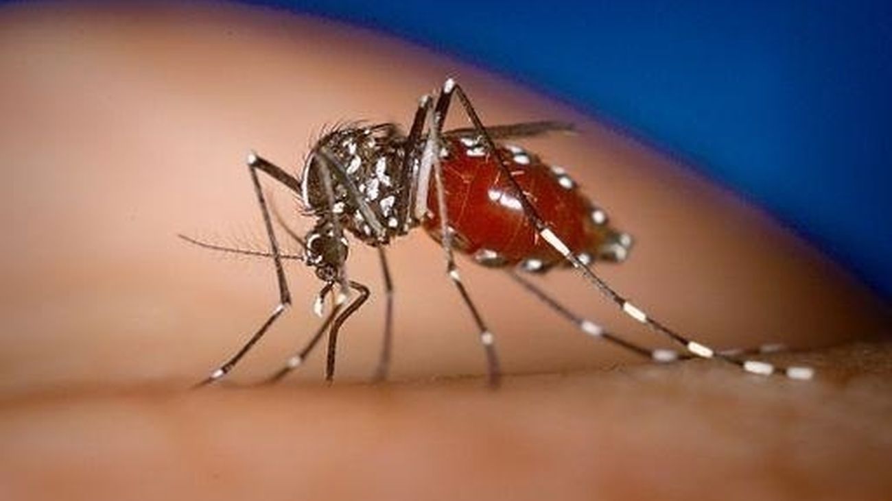 Aedes albopictus, mosquito tigre hembra alimentándose de un huésped humano.