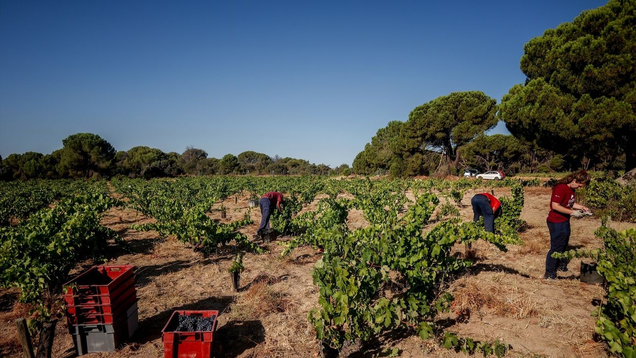 La Cosecha De Maíz Empieza Antes De Tiempo Y Con La Mitad De Producción Por La Sequía 0625