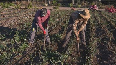 Ya se puede solicitar el Perte Agroalimentario, dotado con 100 millones y con trámites más ágiles