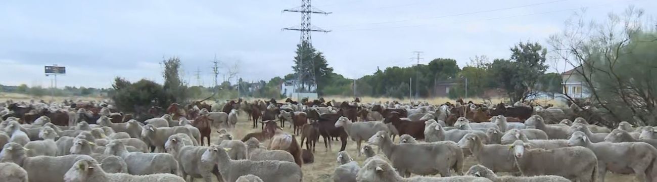 Balidos y cencerros de ovejas y cabras resuenan en Madrid