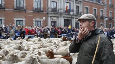 Suspendida la Fiesta de la Trashumancia en Madrid por la enfermedad de la lengua azul