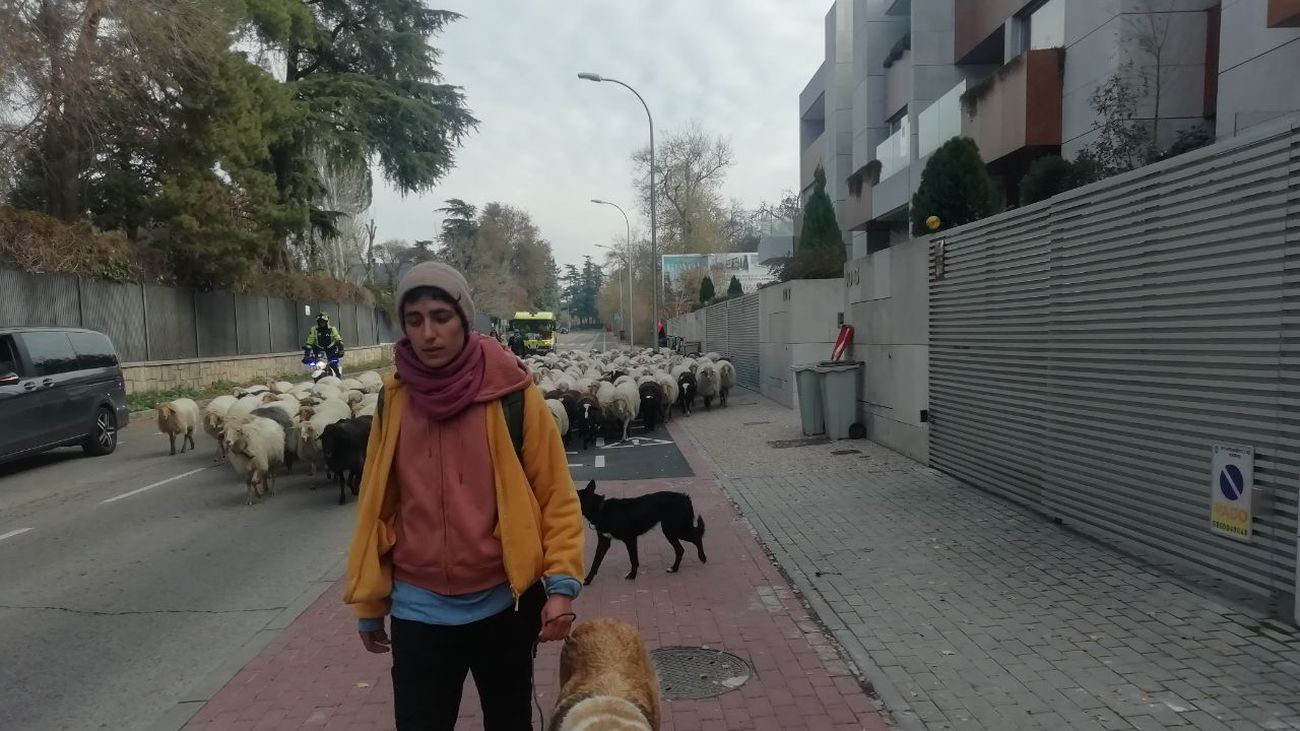 Julia, mayorala de Los Apisquillos, conduce las ovejas por la calle Arroyofresno camino de la Casa de Campo