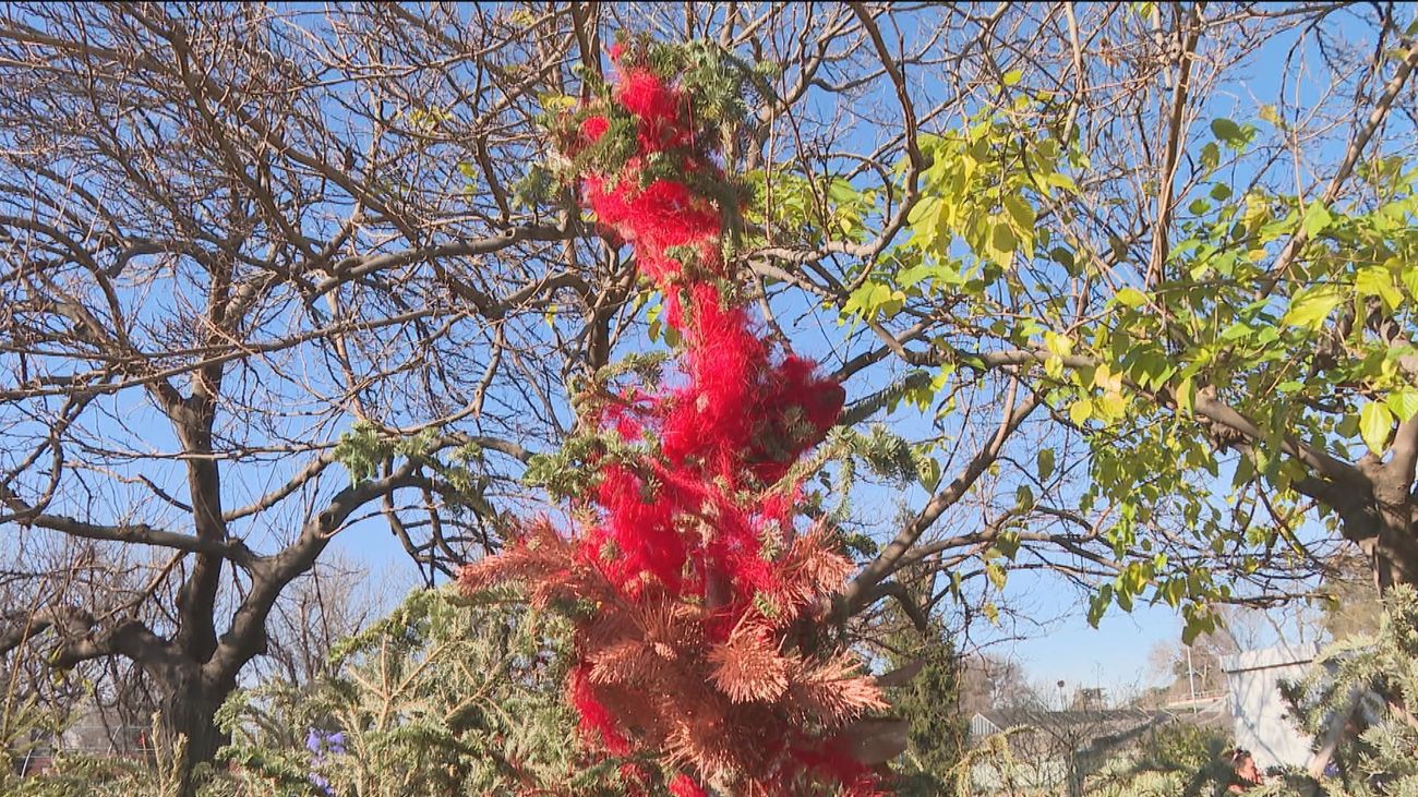 Una segunda oportunidad para tu árbol de navidad en Madrid