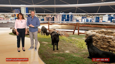 El mejor queso de cabra negra de Madrid está en San Martín de la Vega