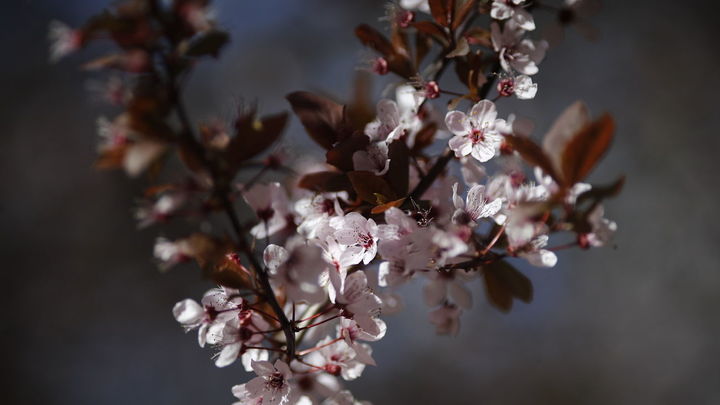 Dónde encontrar almendros en flor en Madrid?