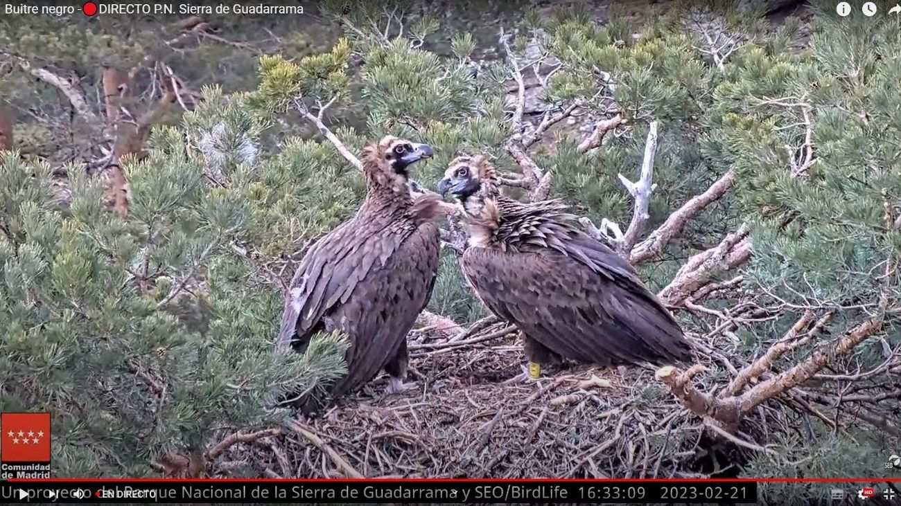 Captura de la webcam del nido de buitre negro en la Sierra de Guadarrama