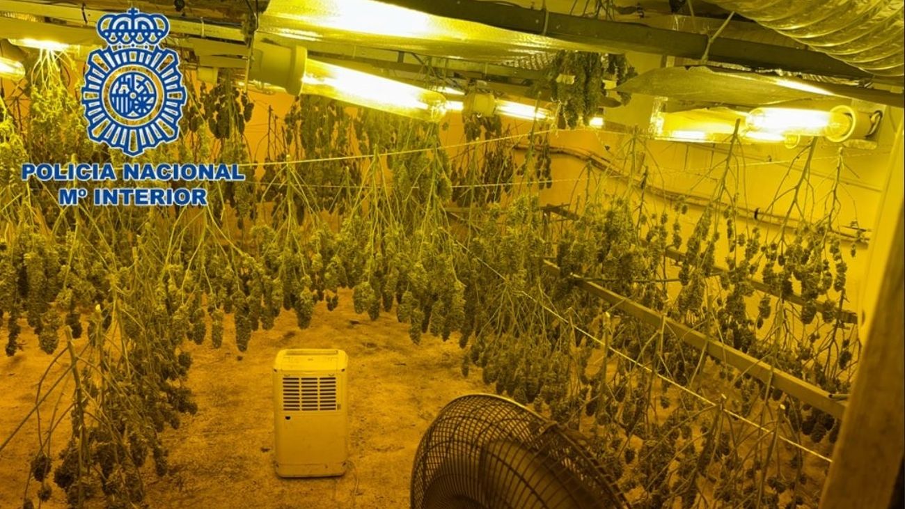 Zulo subterráneo con un cultivo de 200 plantas de marihuana