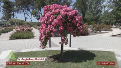 ¿Conoces al responsable del Jardín de La Rosaleda de Madrid? Descubre en qué consiste su trabajo