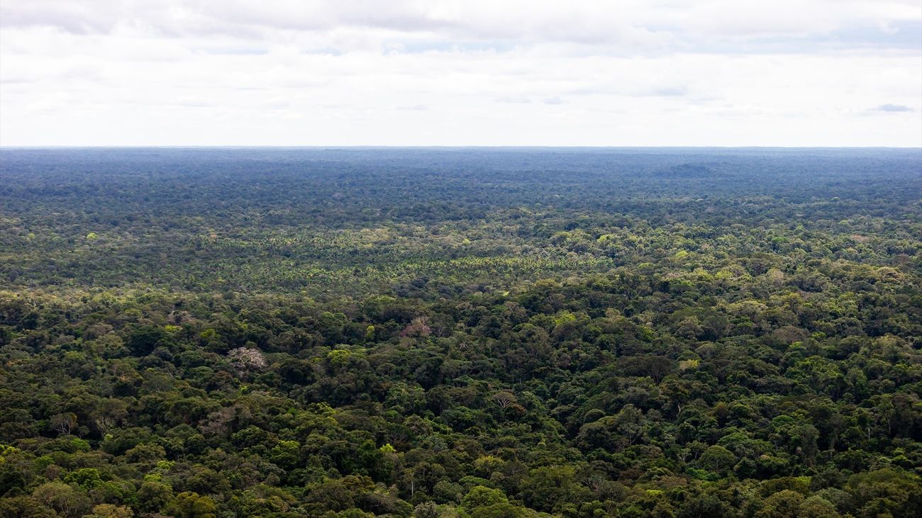 Selva de Colombia