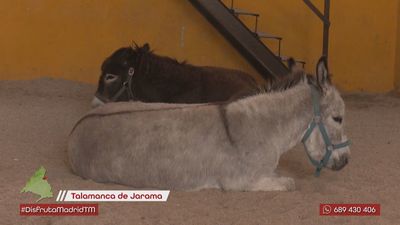 Una granja escuela diferente  en Talamanca del Jarama