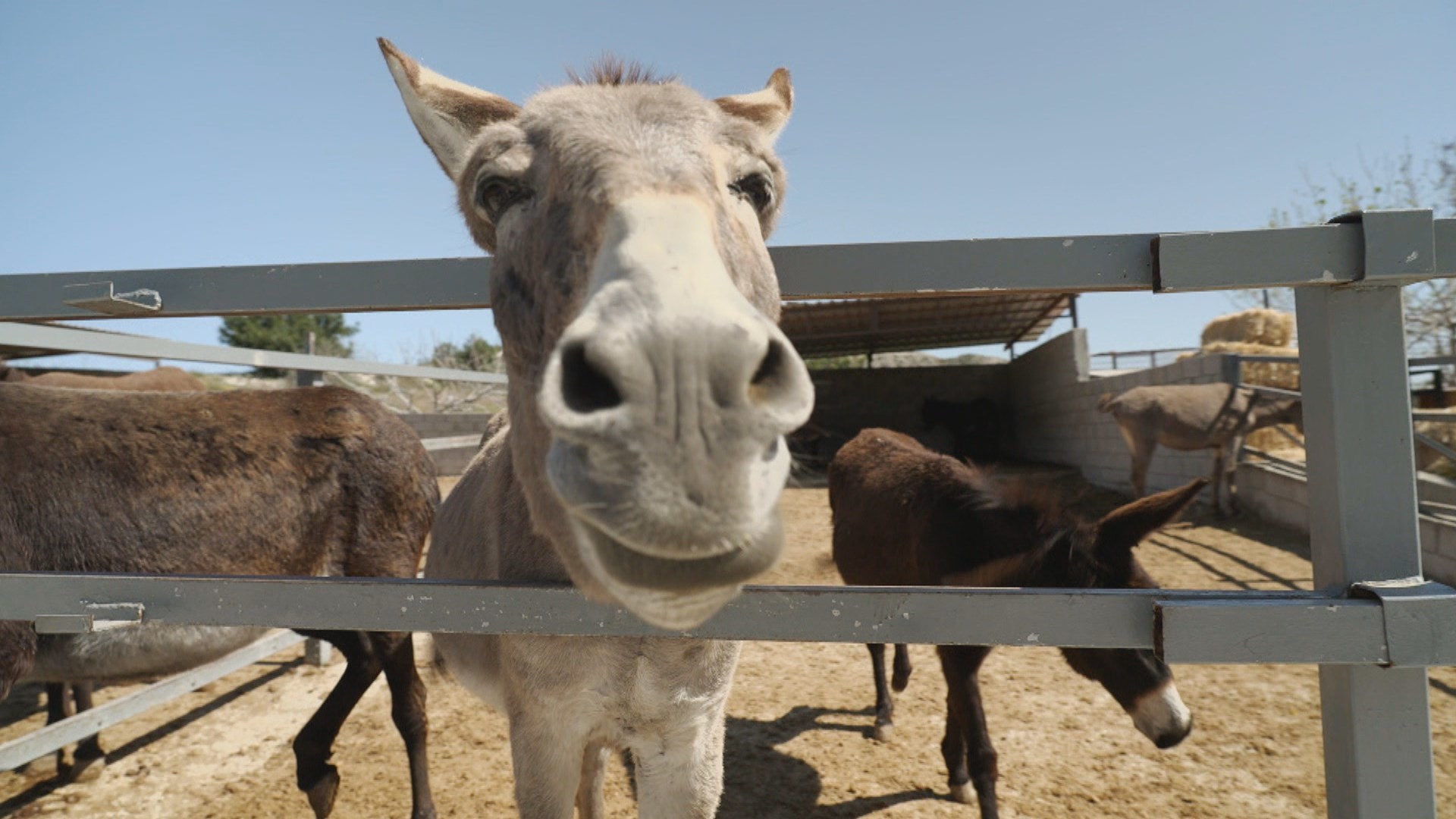 El burro, icono de Chipre: de animal salvaje a vivir en granjas