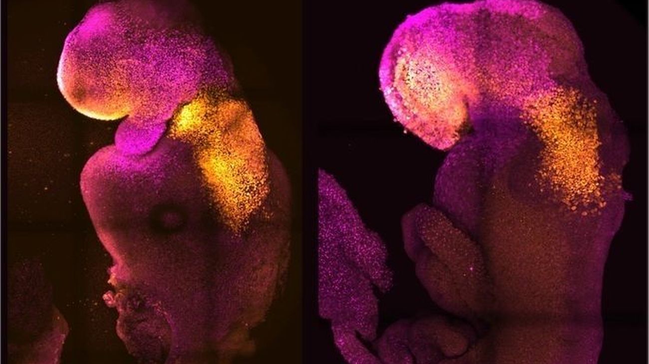Embrión de ratón "sintético" con cerebro y corazón que late.