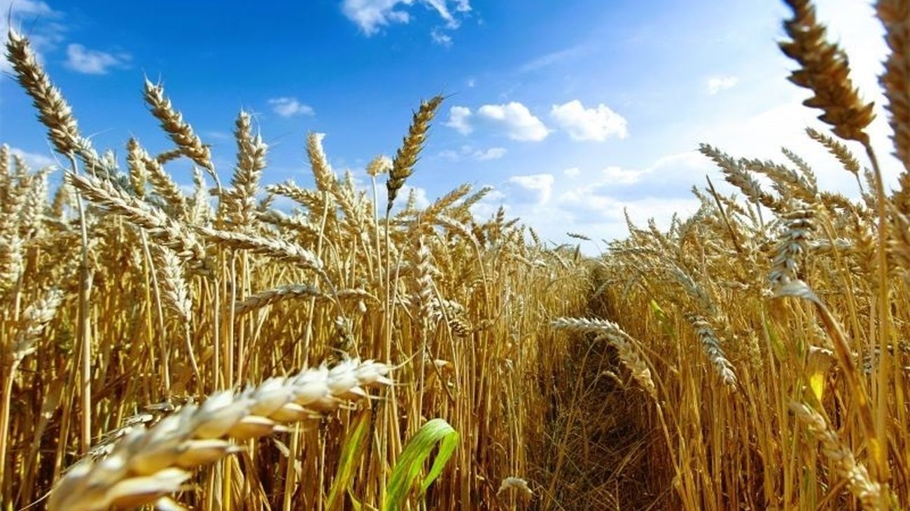 Cultivo de cereales en Ucrania