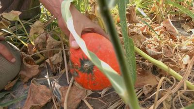 Las calabazas potimarrón de Titulcia, el tesoro del huerto