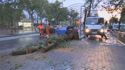 Las fuertes rachas de viento provocan la caída de tres árboles en el Barrio del Pilar