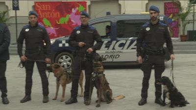 Exhibición canina de la Policía Municipal en Cibeles por San Antón