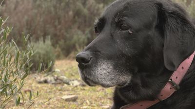 Fifi y Alma:  dos perros a los que la adopción les cambió la vida