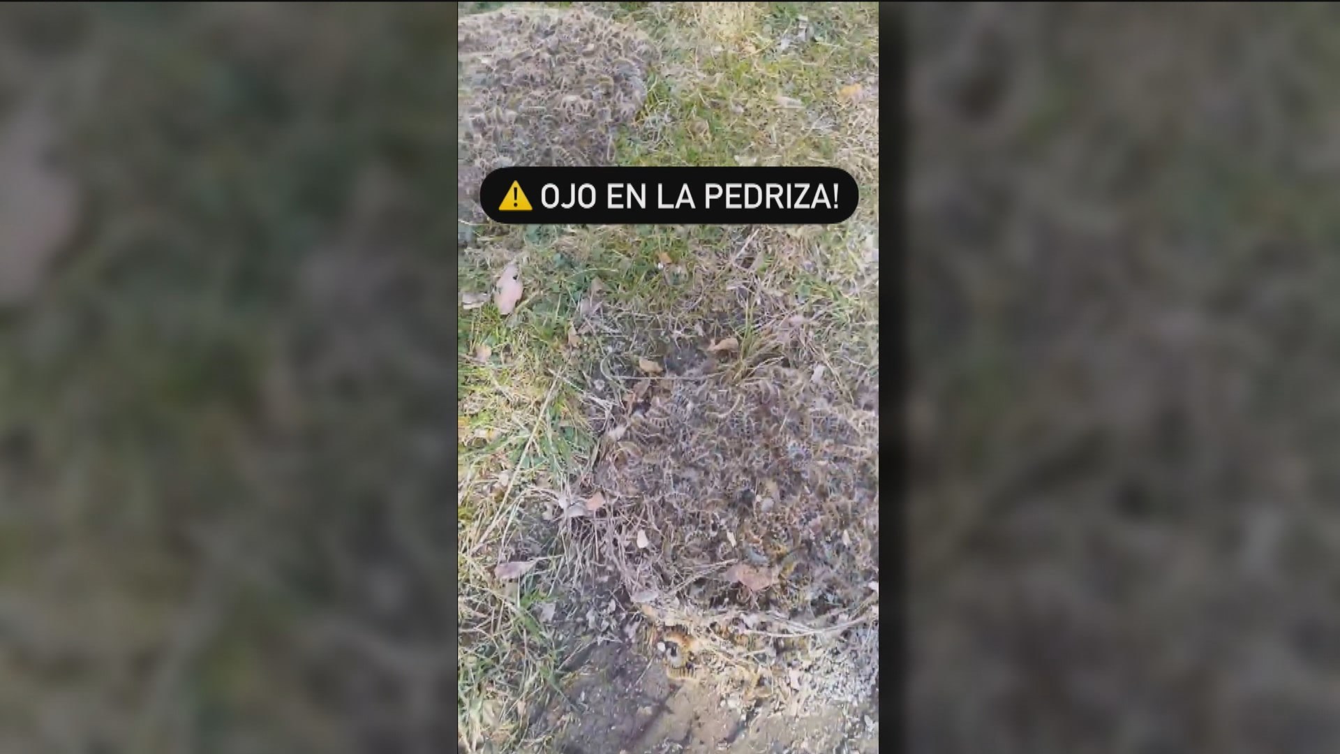 La Pedriza, invadida por las orugas procesionarias