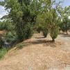 Plantas aromáticas en lugar de basura en el entorno del Arroyo Culebro de Pinto