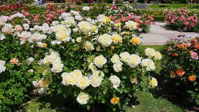 Así puedes votar para elegir la rosa más bonita del mundo en La Rosaleda de Madrid