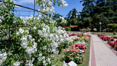 La Rosaleda del Parque del Oeste elegirá la rosa más bonita del mundo este próximo viernes