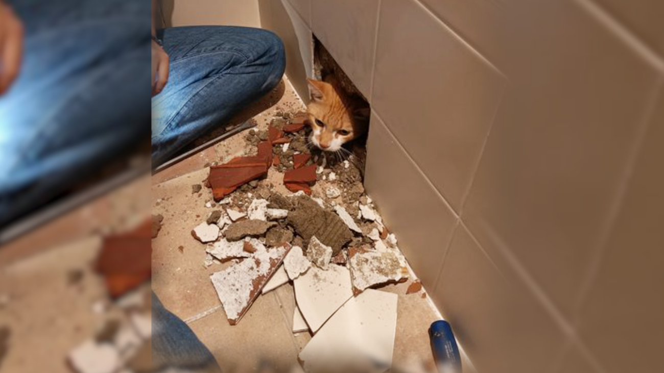 Rescate de un gato atrapado en el interior del muro de una vivienda