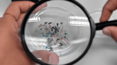 Descubren la presencia de microplásticos en los testículos de humanos y perros
