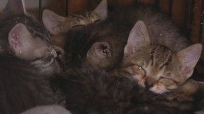 Más de 300 animales abandonados buscan ser adoptados en Salvando Peludos