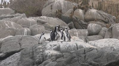 Visitamos la isla de los pingüinos Humboldt que se encuentra a 2 horas de Santiago de Chile