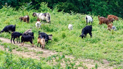 200 cabras desbrozan el campo para evitar posibles incendios en Valdemorillo
