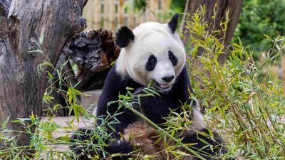 Jin Xi y Zhu Yu, los nuevos pandas del Zoo de Madrid, son presentados en sociedad