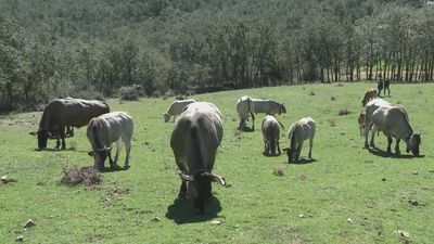 Los ganaderos madrileños reclaman acelerar las ayudas por la fiebre de las vacas