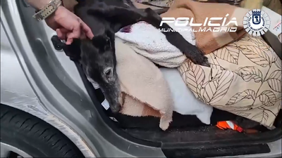 Investigan en Madrid a un hombre por abandonar a su perro en un coche en plena ola de calor