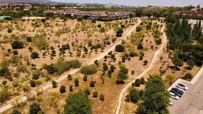 Las Rozas, el municipio con más proyectos de repoblación arbórea de España