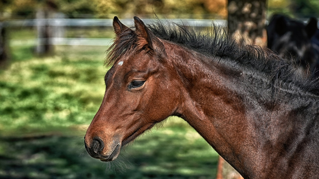 Un caballo en la Sierra de Guadarrama