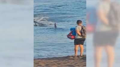 Pánico en una playa de Gran Canaria al avistar los bañistas un tiburón junto a la orilla