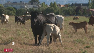 Madrid aumenta las ayudas a agricultores y ganaderos