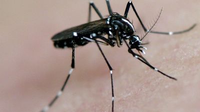 El dengue aumenta en la Comunidad de Madrid: 76 casos en lo que va de año, el doble respecto a 2023