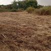 Un desbroce en Pozuelo de Alarcón arrasa una plantación vecinal y escolar