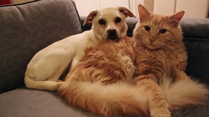 Perros y gatos, las mascotas más habituales