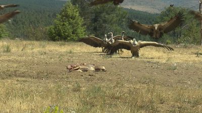 Aumenta la caza furtiva en la Comunidad de Madrid