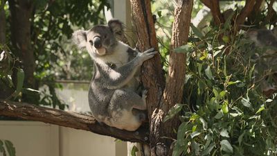 El Santuario de Lone Pine, donde se pueden ver koalas, canguros, 'zorros voladores' u ornitorrincos