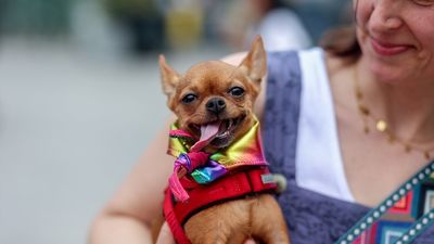 Los perros se suman al Orgullo Madrid con el desfile de 'Plumas y Patitas'