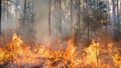 Estas son las multas y penas por provocar un incendio forestal