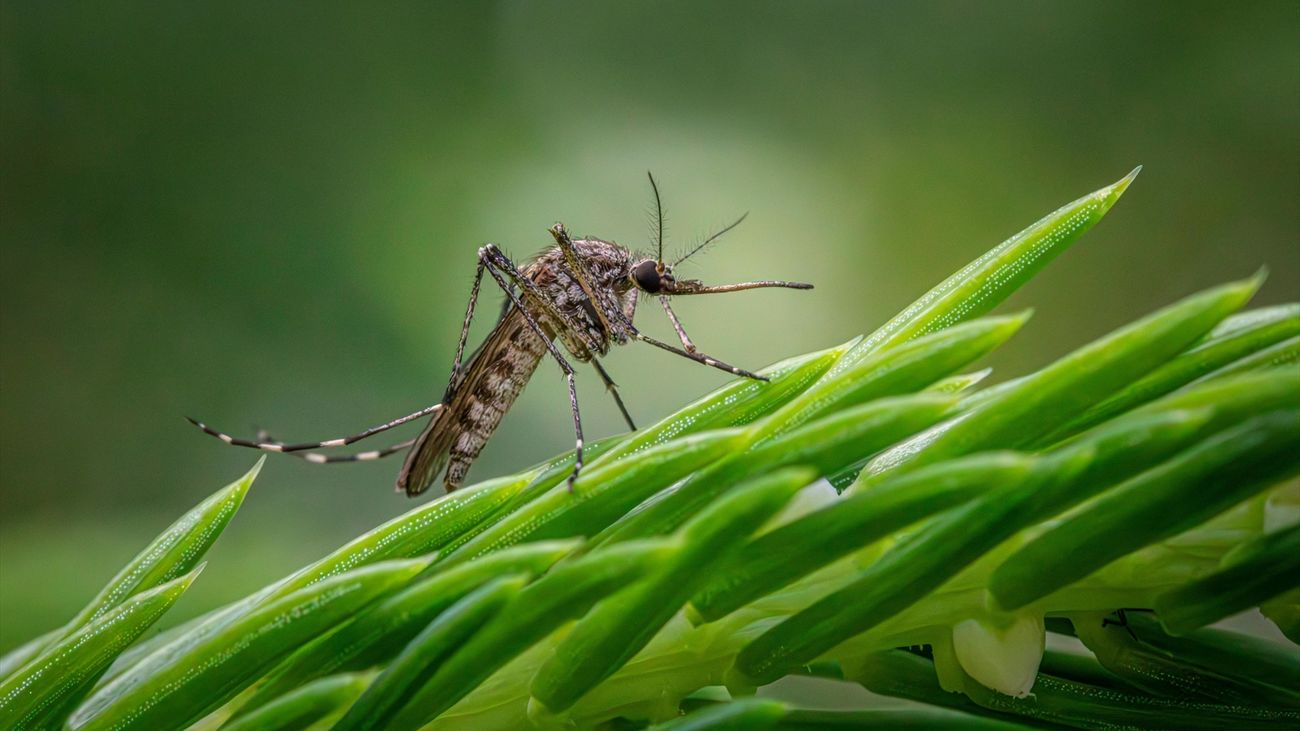 Mosquito trasmisor del virus del Nilo