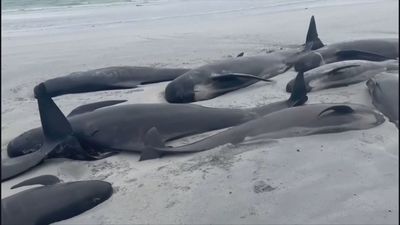 Hallan al menos 77 ballenas varadas en una playa de las islas Orcadas