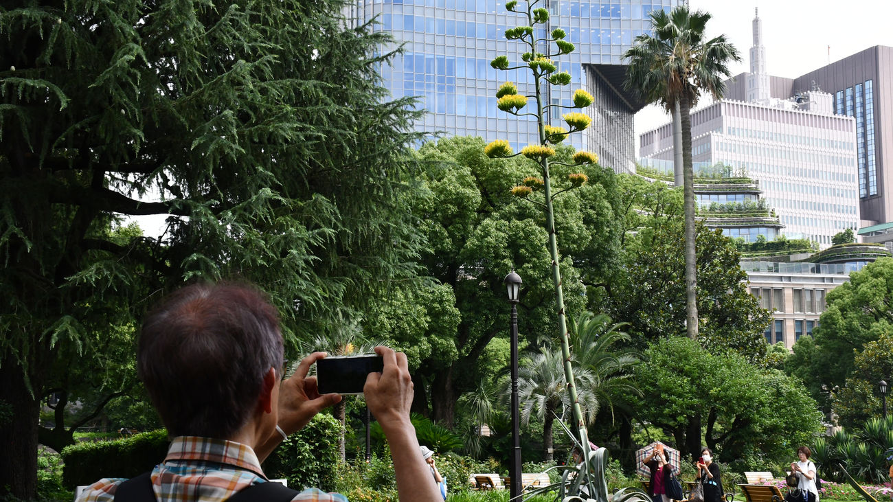 Florece el agave amarillo en el parque Hibiya de Tokio