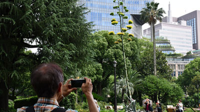 Una planta que florece una vez al siglo abre sus flores en un parque de Tokio