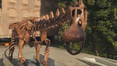 El mayor dinosaurio de la Patagonia recala este verano en el CaixaForum