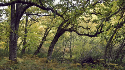 El bosque de las hadas, ruta por el Hayedo de Montejo de la Sierra